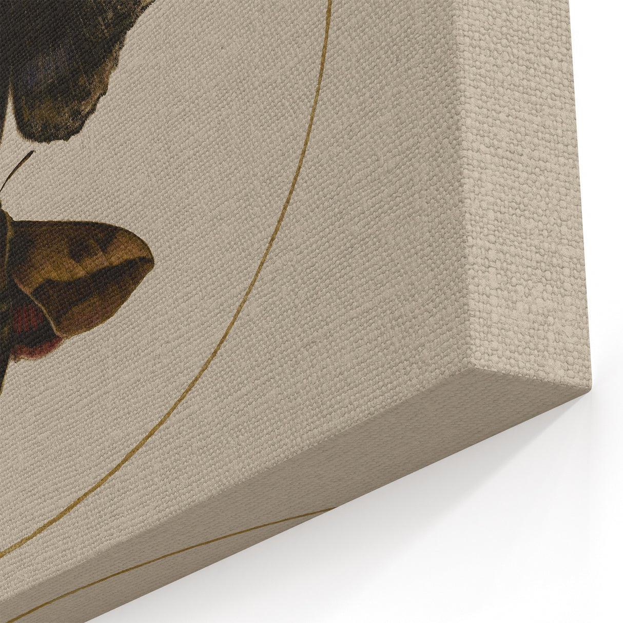 Grunge Wall Art: Moth Illustration | Vintage Grunge Canvas Print