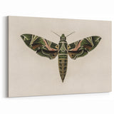 Grunge Wall Art: Moth Design | Vintage Grunge Canvas Print for Modern Homes