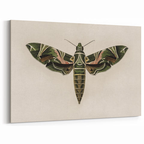Grunge Wall Art: Moth Design | Vintage Grunge Canvas Print for Modern Homes