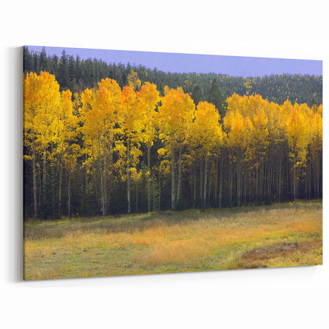 New Mexico Scenic Art – Vibrant Aspen Trees in Fall Landscape Wall Decor