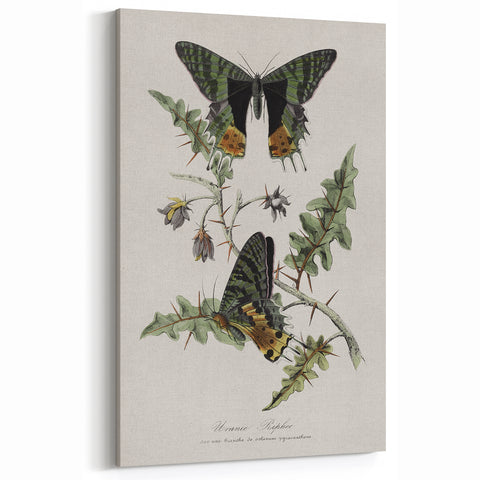 Grunge Aesthetic Art: Vintage Butterfly Illustration Grunge Wall Art