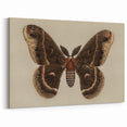 Grunge Aesthetic Art: Vintage Moth Illustration Grunge Canvas Print
