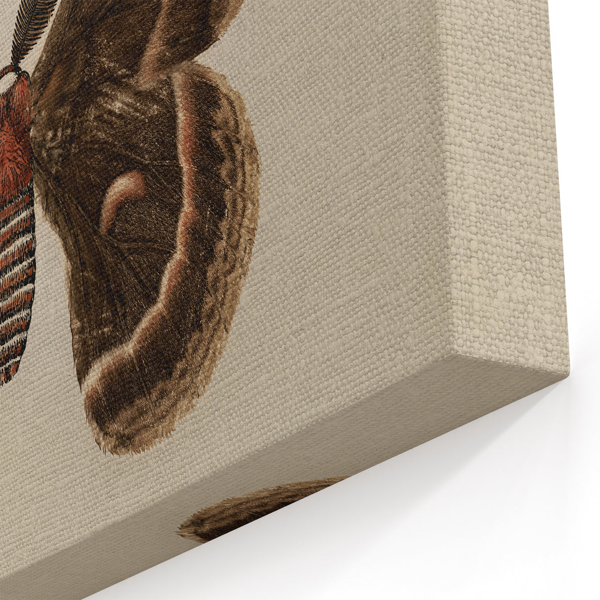 Grunge Aesthetic Art: Vintage Moth Illustration Grunge Canvas Print