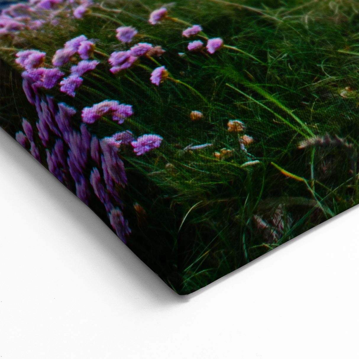 Scotland Wall Art - Sunset Over Scottish Coastal Flowers