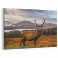 Highland Wall Art - Majestic Stag in Scottish Highlands