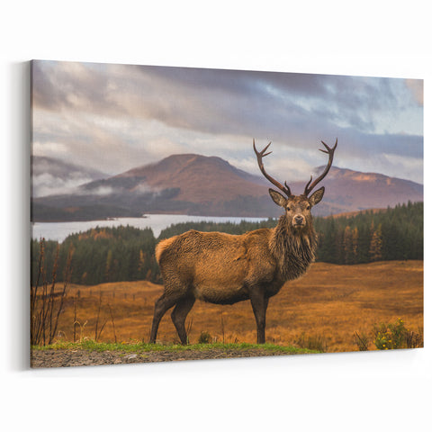 Highland Wall Art - Majestic Stag in Scottish Highlands