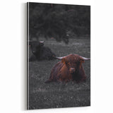 Rustic Wall Art - Highland Cows Resting in Field, Farmhouse Decor Print