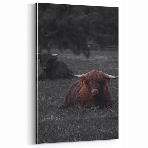 Rustic Wall Art - Highland Cows Resting in Field, Farmhouse Decor Print