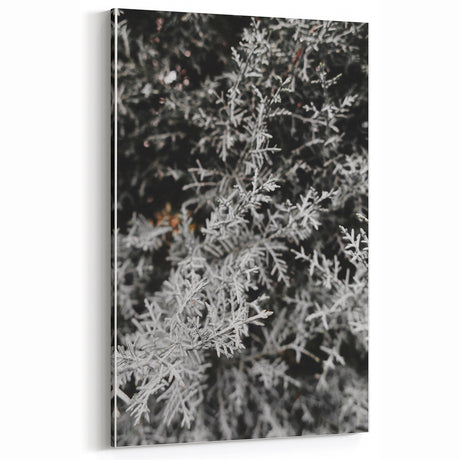 Rustic Wall Art - Frosted Evergreen Branches for Winter Wonderland Decor