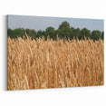 Golden North Dakota Wheat Field - Scenic Canvas Prints & Wall Art
