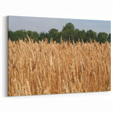 Golden North Dakota Wheat Field - Scenic Canvas Prints & Wall Art