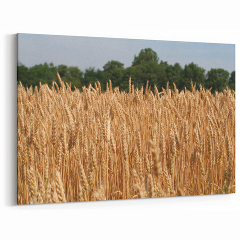 Golden North Dakota Wheat Field - Scenic Canvas Prints & Wall Art
