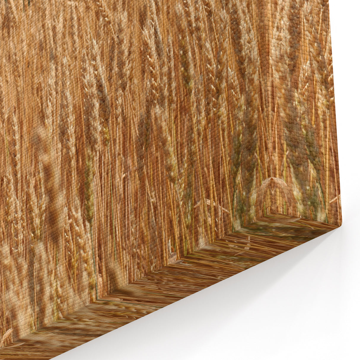 Golden North Dakota Wheat Field - Scenic Canvas Prints & Wall Art