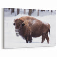 North Dakota Bison in Snow - Scenic Wall Art and Canvas Prints