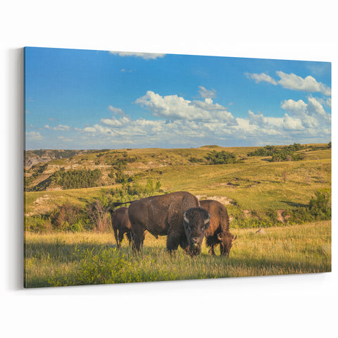 Bison Herd in Theodore Roosevelt National Park - North Dakota Scenic Art