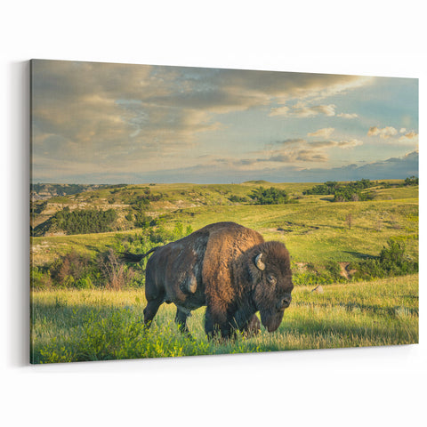 North Dakota Bison in Theodore Roosevelt Park - Scenic Photography Art