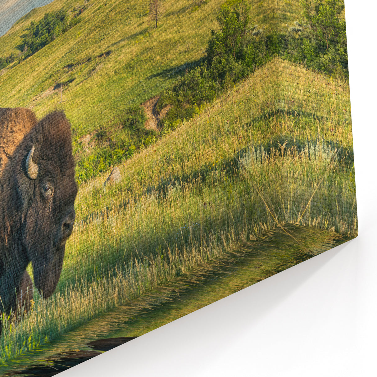 North Dakota Bison in Theodore Roosevelt Park - Scenic Photography Art