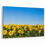 Ukraine Wall Art – Stunning Sunflower Field Ukraine Scenery Canvas Print