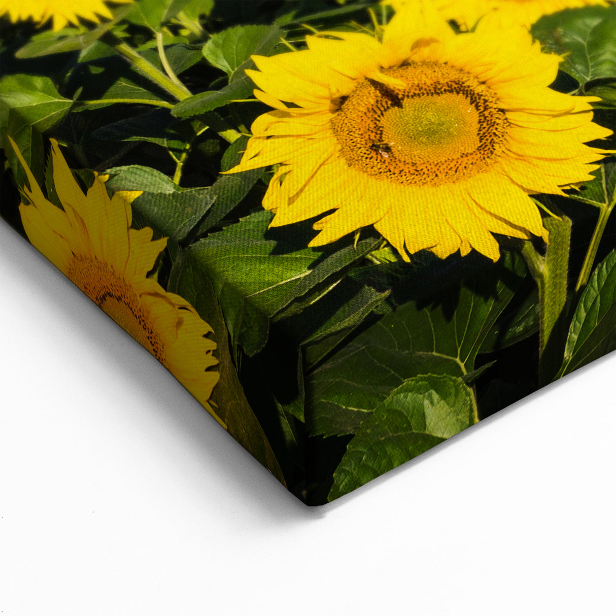 Ukraine Wall Art – Stunning Sunflower Field Ukraine Scenery Canvas Print