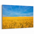 Europe Scenery Art – Golden Wheat Field Ukrainian Landscape Canvas Print