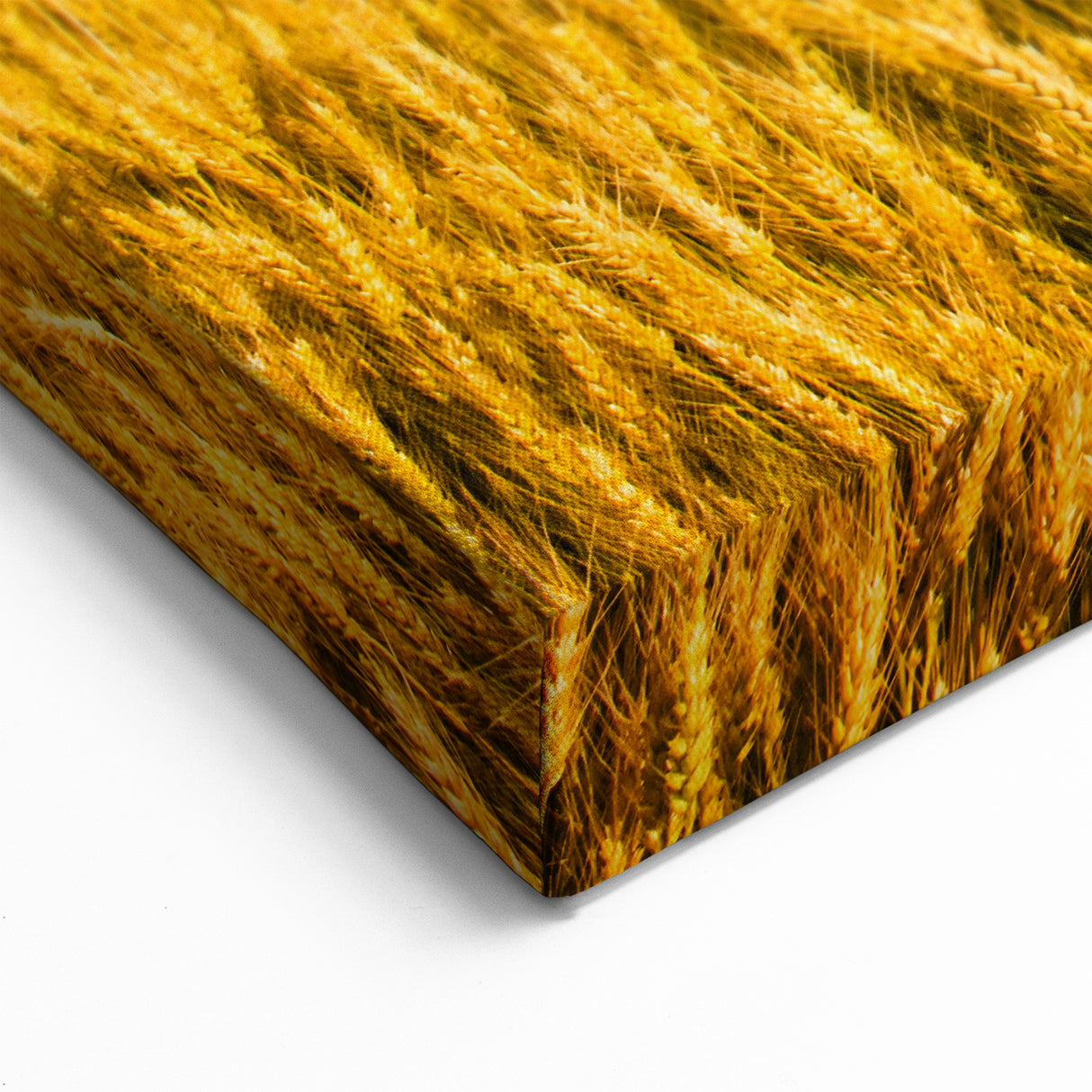 Europe Scenery Art – Golden Wheat Field Ukrainian Landscape Canvas Print
