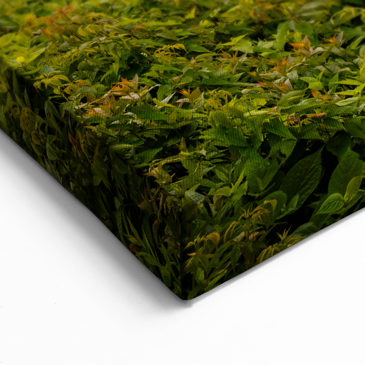 Scenic Blue Ridge Photography – North Carolina Sunset with Blooming Rhododendrons