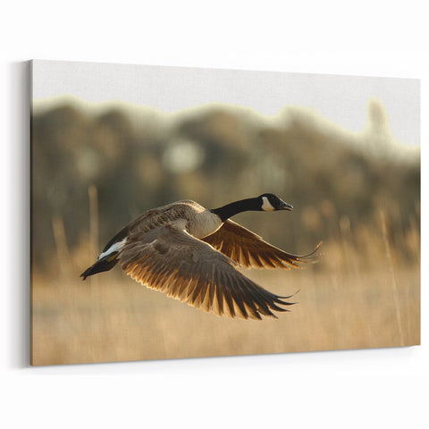 Graceful Canada Goose in Flight – Cape Hatteras Scenic Wall Art Print