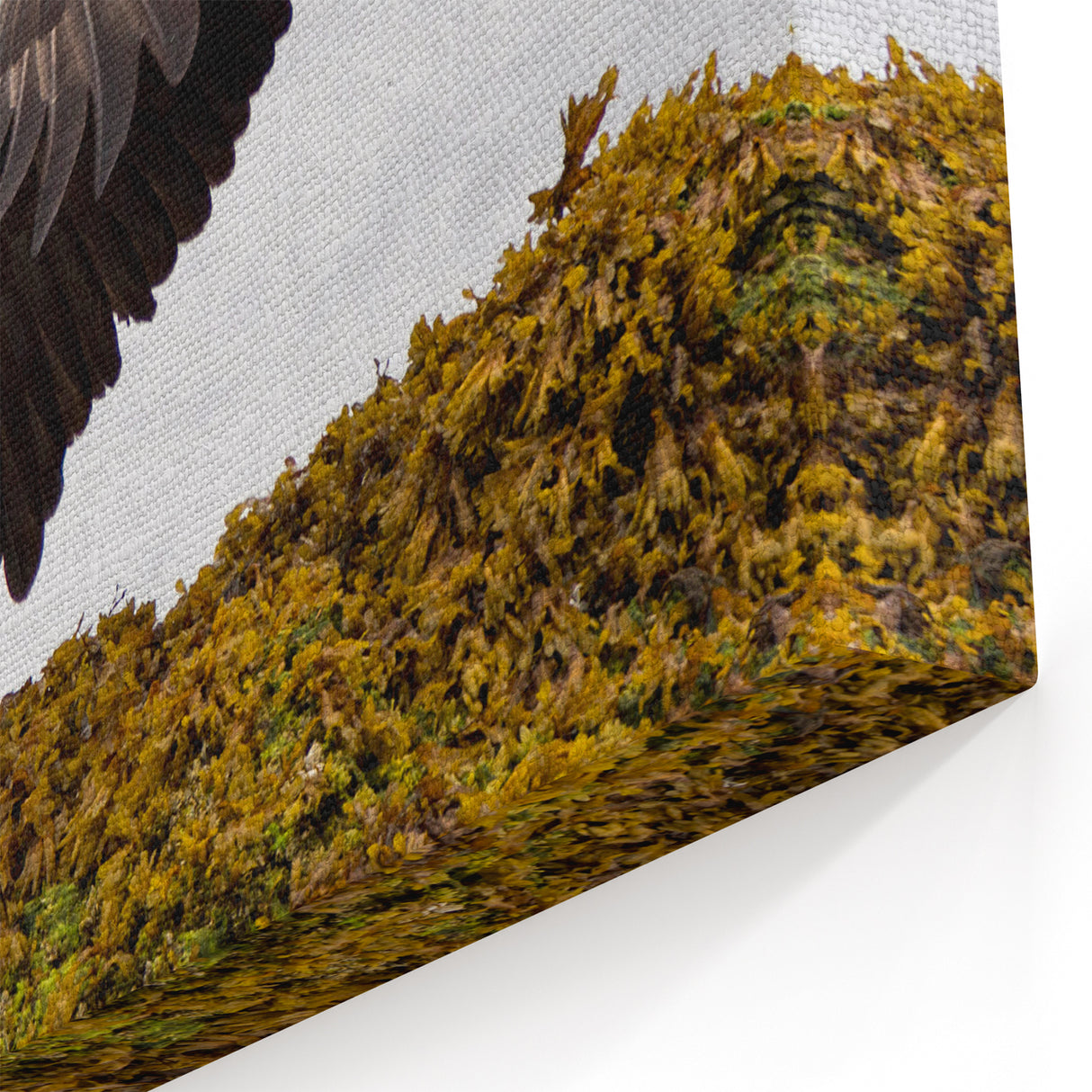 Majestic Bald Eagle in Flight – Striking Wildlife Photography Wall Art