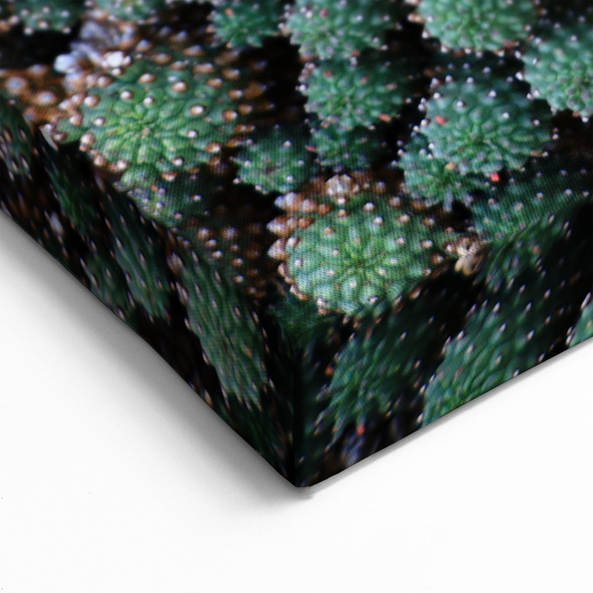 Canary Islands Wall Art - Scenic Cactus Landscape Canvas Print