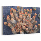 Canary Islands Canvas Prints - Unique Cactus Desert Landscape Art