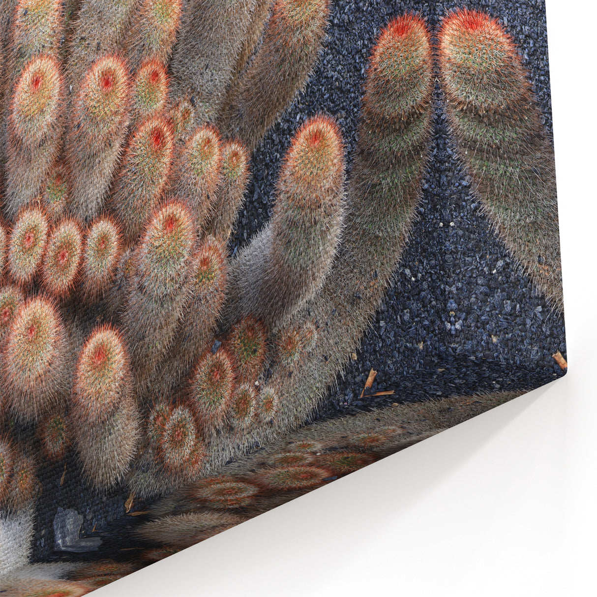 Canary Islands Canvas Prints - Unique Cactus Desert Landscape Art