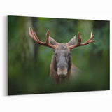 Swedish Wildlife Art - Majestic Moose in Forest Scenery