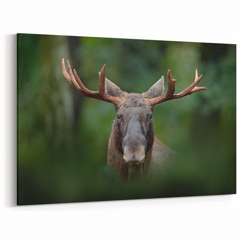 Swedish Wildlife Art - Majestic Moose in Forest Scenery