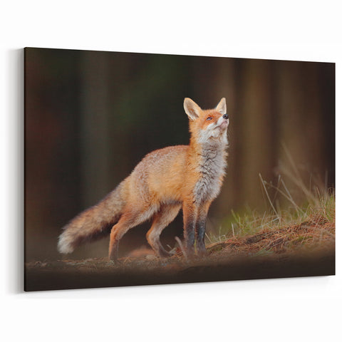 Sweden Wall Art - Red Fox in Swedish Forest Nordic Scenery Art Print