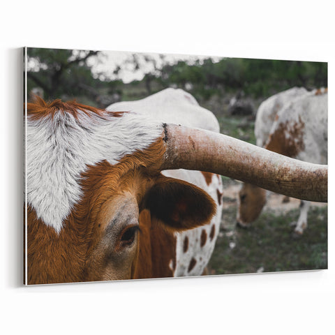 Rustic Longhorn Wall Art – Close-Up of Texas Longhorn Cattle in Field