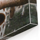 Rustic Longhorn Wall Art – Close-Up of Texas Longhorn Cattle in Field