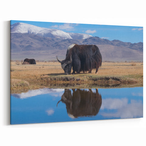 Scenic Tibet Prints - Grazing Yak by Mountain Reflection Canvas and Prints