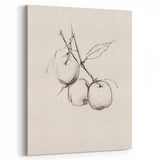 Minimalist Botanical Line Art: Sketch of Apples on Branch in Neutral Tones