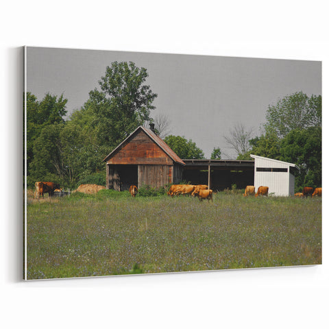 Rustic Barn and Cattle Wall Art - Farmhouse Country Decor for Homes"