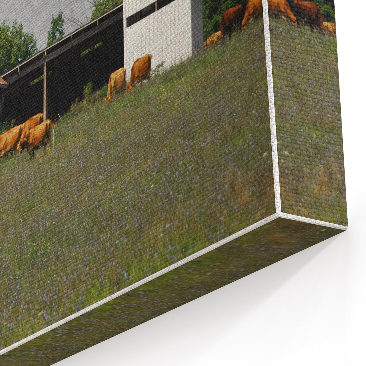 Rustic Barn and Cattle Wall Art - Farmhouse Country Decor for Homes"