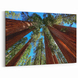 Majestic Sequoia Trees Print - California Scenery Wall Art of Sequoia Forest