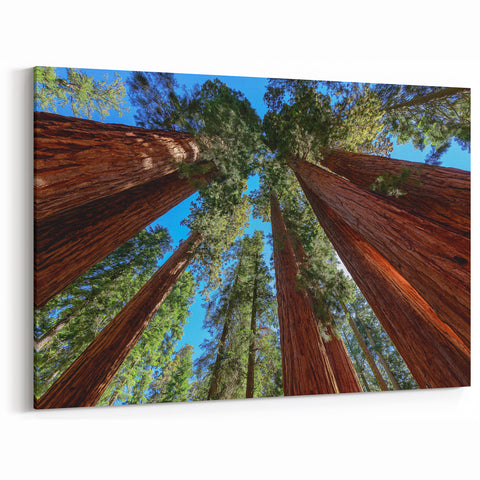 Majestic Sequoia Trees Print - California Scenery Wall Art of Sequoia Forest