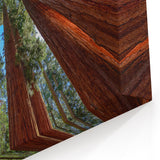 Majestic Sequoia Trees Print - California Scenery Wall Art of Sequoia Forest