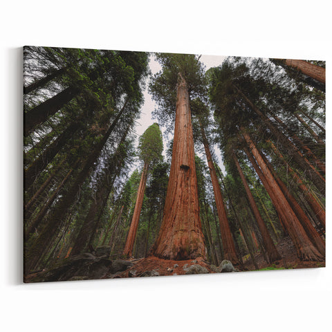 Majestic Sequoia Trees Print - Towering Nature Photography Wall Art