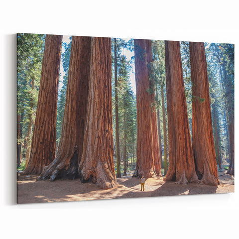 Sequoia National Park Art – Majestic Towering Trees Canvas and Framed Prints