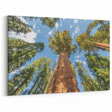 Nature Photography of Sequoia – Towering Trees Under Blue Sky Canvas Art