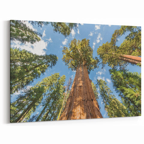 Nature Photography of Sequoia – Towering Trees Under Blue Sky Canvas Art