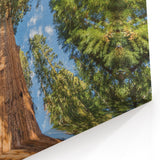 Nature Photography of Sequoia – Towering Trees Under Blue Sky Canvas Art