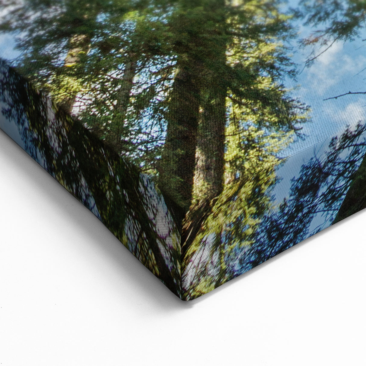 Nature Photography of Sequoia – Towering Trees Under Blue Sky Canvas Art
