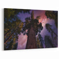 Towering Sequoia Trees Print – Starry Night Sky Wilderness Wall Art